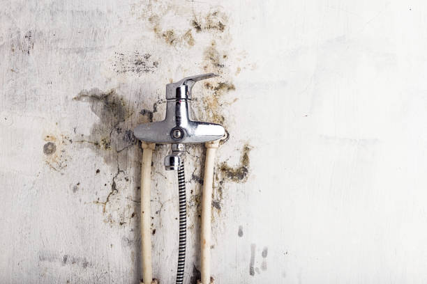 Office Mold Removal Services in Vero Lake Estates, FL