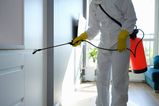 Best Certified Mold Removal  in Vero Lake Estates, FL