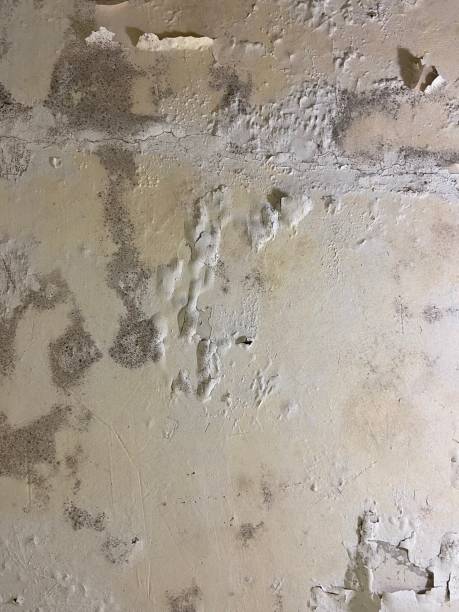 Best Professional Mold Removal  in Vero Lake Estates, FL