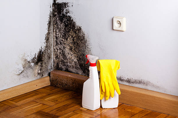 Home Mold Removal in Vero Lake Estates, FL